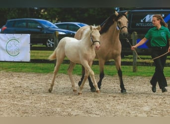 Connemara, Jument, Poulain (04/2024), Cremello