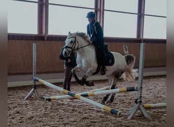 Connemara, Mare, 10 years, 14,1 hh, Gray