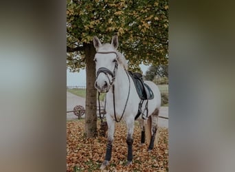 Connemara, Mare, 10 years, 14,1 hh, Gray