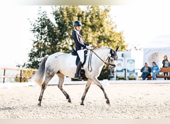 Connemara, Mare, 10 years, 14,1 hh, Gray