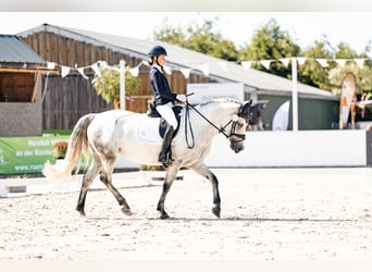 Connemara, Mare, 10 years, 14,1 hh, Gray