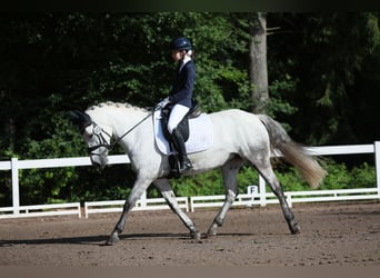 Connemara, Mare, 10 years, 14,1 hh, Gray