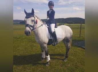 Connemara, Mare, 10 years, 14,1 hh, Gray