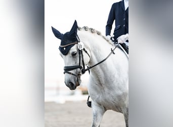 Connemara, Mare, 10 years, 14,1 hh, Gray