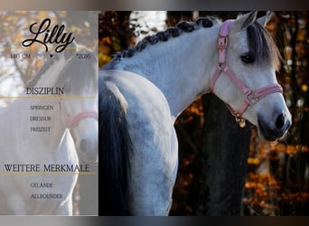 Connemara Mix, Mare, 10 years, 14.1 hh, Grey-Dark-Tan