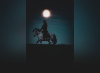 Connemara Mix, Mare, 10 years, 14.1 hh, Grey-Dark-Tan