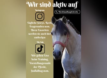 Connemara Mix, Mare, 10 years, 14.1 hh, Grey-Dark-Tan