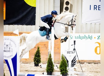 Connemara, Mare, 10 years, 14.1 hh, Grey-Fleabitten Connemara, Mare, 10 years, 14.1 hh, Grey-Fleabitten