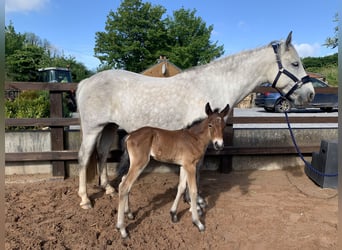 Connemara, Mare, 10 years, 14.2 hh, Gray