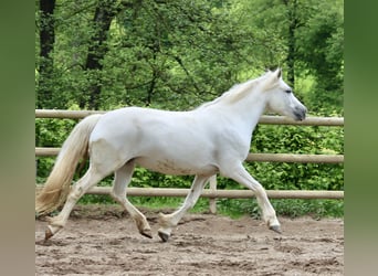 Connemara, Stute, 10 Jahre, 14,2 hh, Schimmel