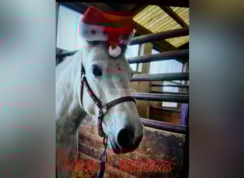 Connemara Mix, Mare, 10 years, 14 hh, Grey