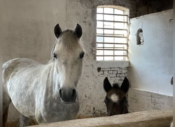 Connemara, Mare, 10 years, 14,1 hh, Gray-Dapple