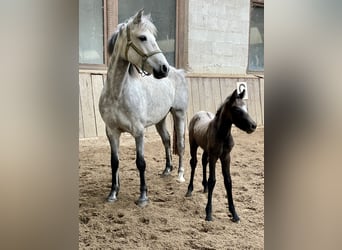 Connemara, Mare, 10 years, 14,1 hh, Grey-Dapple
