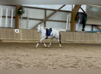 Connemara, Mare, 10 years, 14,1 hh, Grey-Dapple