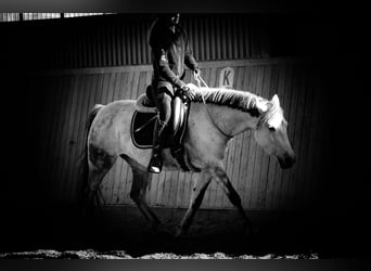 Connemara Mix, Mare, 10 years, 14,1 hh, Grey-Dark-Tan