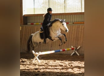 Connemara Mix, Mare, 10 years, 14,1 hh, Grey-Dark-Tan
