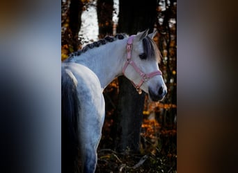 Connemara Mix, Mare, 10 years, 14,1 hh, Grey-Dark-Tan