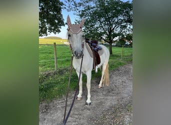 Connemara, Mare, 10 years, 14,2 hh, Grey