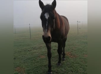 Connemara Mix, Mare, 10 years, 15.1 hh, Buckskin