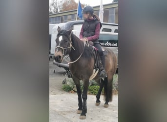 Connemara Mix, Mare, 10 years, 15.1 hh, Buckskin