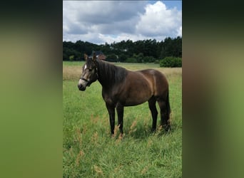 Connemara Mix, Mare, 10 years, 15.1 hh, Buckskin