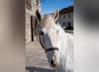 Connemara Mix, Mare, 11 years, 13.2 hh, Grey