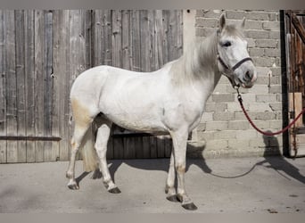 Connemara Mix, Mare, 11 years, 13.2 hh, Grey