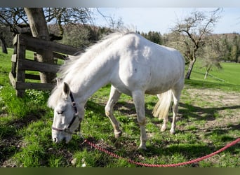 Connemara Mix, Mare, 11 years, 13.2 hh, Grey
