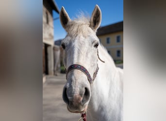 Connemara Mix, Mare, 11 years, 13.2 hh, Grey