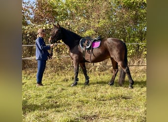 Connemara, Mare, 11 years, 14.1 hh, Bay-Dark