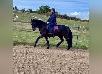 Connemara, Mare, 11 years, 14.1 hh, Bay-Dark