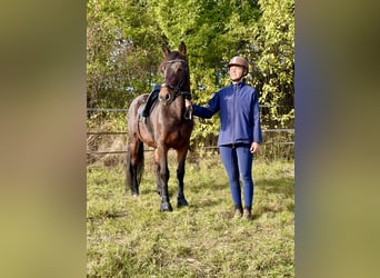 Connemara, Mare, 11 years, 14.1 hh, Bay-Dark