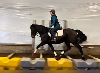Connemara, Mare, 11 years, 14.1 hh, Bay-Dark