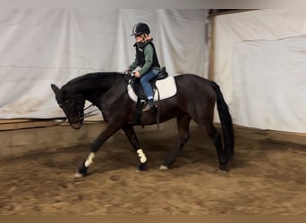 Connemara, Mare, 11 years, 14.1 hh, Bay-Dark