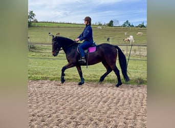 Connemara, Mare, 11 years, 14.1 hh, Bay-Dark