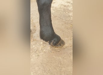 Connemara, Mare, 11 years, 14.1 hh, Bay-Dark