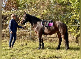 Connemara, Mare, 11 years, 14.1 hh, Bay-Dark