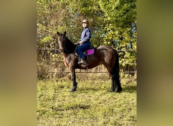 Connemara, Mare, 11 years, 14.1 hh, Bay-Dark