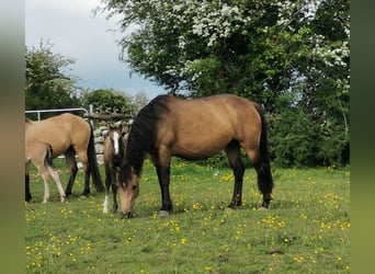 Connemara, Mare, 11 years, 14.1 hh, Dun