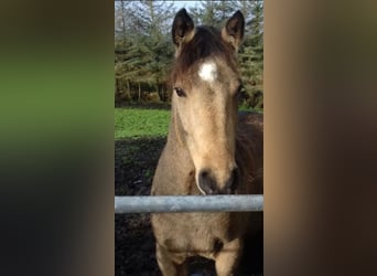 Connemara, Mare, 11 years, 14.1 hh, Dun