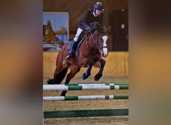 Connemara, Mare, 11 years, 14.1 hh