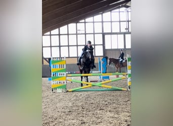 Connemara, Mare, 11 years, 14.2 hh, Bay-Dark