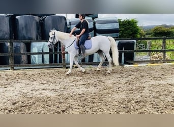 Connemara, Mare, 11 years, 14.2 hh, Gray