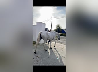 Connemara, Mare, 11 years, 14.2 hh, Gray