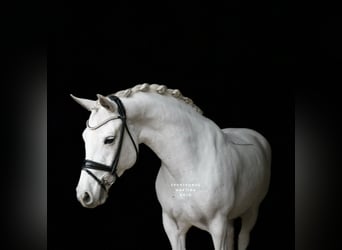 Connemara, Mare, 11 years, 14.2 hh, Grey