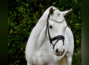 Connemara, Mare, 11 years, 14.2 hh, Grey