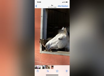 Connemara Mix, Mare, 11 years, 14 hh, Grey
