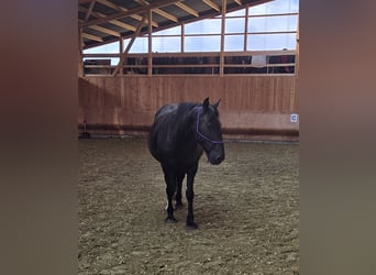 Connemara Mix, Mare, 11 years, 15.1 hh, Black
