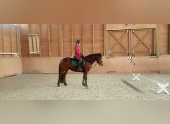 Connemara, Mare, 11 years, 15,1 hh, Brown