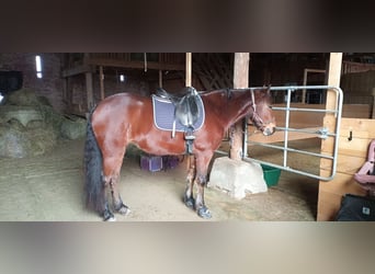 Connemara, Mare, 11 years, 15,1 hh, Brown